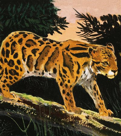 Clouded Leopard by English School